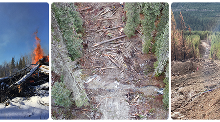 Province: 2025 a banner year for wildfire salvage