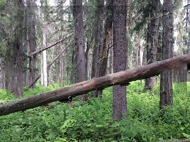 Non-replaceable forestry license for hard-to-access or fire/pest-damaged wood