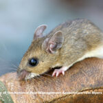 Cleaning a shed, attic, cabin or barn? Protect against hantavirus