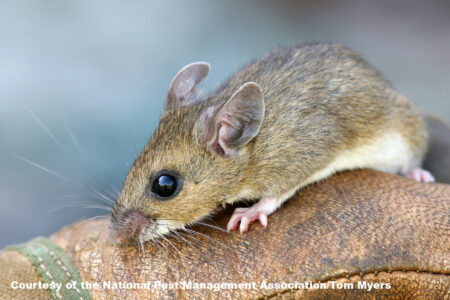 Cleaning a shed, attic, cabin or barn? Protect against hantavirus