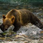 BC SPCA’s annual Wildlife-in-Focus photography contest launches