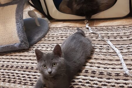 Foster homes desperately needed for BC SPCA West Kootenay