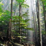 BCTS caught quietly deleting old growth deferrals before slating it for logging