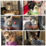 K.A.A.P.'s adorable adoptables: Cookie's Crumbles