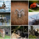 BC SPCA announces winners of 2026 Wildlife-in-Focus Photography Contest
