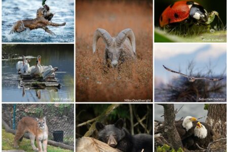 BC SPCA announces winners of 2026 Wildlife-in-Focus Photography Contest